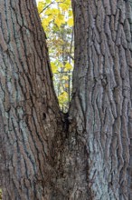 Tree trunk with furrowed bark, V-shaped, Darßwald, Darß, Fischland-Darß-Zingst, Western Pomerania