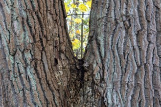 Tree trunk with furrowed bark, V-shaped, Darßwald, Darß, Fischland-Darß-Zingst, Western Pomerania