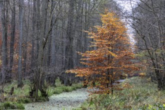 Autumnal tree, Darßwald, Fischland-Darß-Zingst, Western Pomerania Lagoon Area National Park,