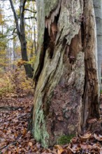 Rotten tree in autumn forest, Darßwald, Fischland-Darß-Zingst, Western Pomerania Lagoon Area