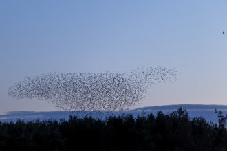 Flock of starlings (Sturnus vulgaris) directly above the roost, flock of birds, autumn migration,