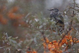 Starling (Sturnus vulgaris) adult bird resting among sea buckthorn (Hippophae rhamnoides), berries,