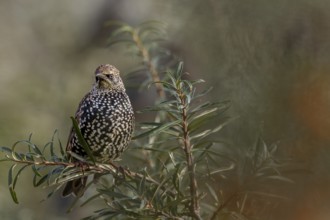 Starling (Sturnus vulgaris) adult bird in spotted winter dress, sea buckthorn, resting dress,