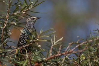 Starling (Sturnus vulgaris) this year's juvenile in a sea buckthorn bush (Hippophae rhamnoides),