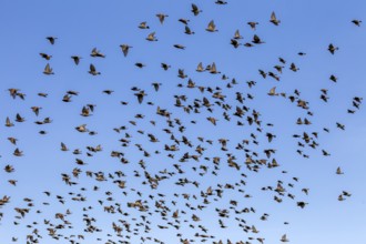 A flock of starlings (Sturnus vulgaris) flies parallel to the North Sea dyke in search of a good