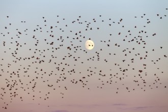 Starlings (Sturnus vulgaris) fly to roost in front of the moon, flock of birds, bird migration,