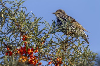 Starling (Sturnus vulgaris) in resting dress looks tensely out of a sea buckthorn bush (Hippophae