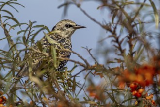 Starling (Sturnus vulgaris) this year's young bird looking tensely out of a sea buckthorn bush