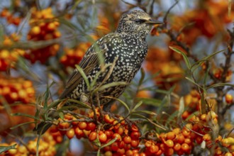 Starling (Sturnus vulgaris) this year's juvenile between ripe sea buckthorn berries (Hippophae