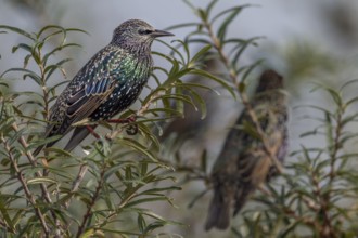 The plumage of the starling (Sturnus vulgaris) shines in the sunlight in beautiful shades of green