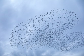 Starlings (Sturnus vulgaris) gather over the roost, autumn migration, spring migration, bird