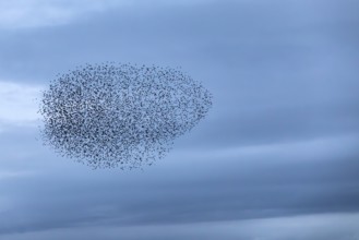 A cloud of starlings (Sturnus vulgaris) in the evening sky, autumn migration, spring migration,