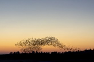 A flock of starlings (Sturnus vulgaris) gathers over the roost in front of sunset, evening mood,