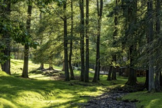 Beech trees (Fagus) against the light, beech forest, forest adventure trail, dream forest,
