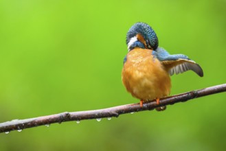 A kingfisher (Alcedo Matthis) sits quietly on a branch while grooming its feathers surrounded by