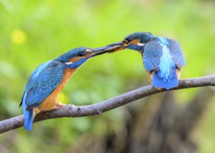 Two kingfishers (Alcedo atthis) during the so-called fish handover the male on the right in the