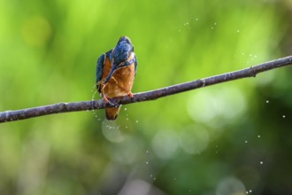 Male kingfisher (Alcedo atthis) with prey in his beak on a branch while water splashes around him,