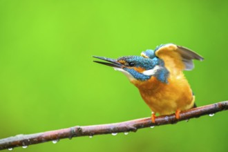 A kingfisher (Alcedo atthis) vigorously waving its wings on a branch, East Westphalia, North