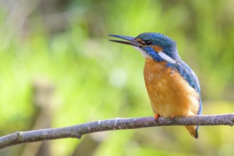 Kingfisher (Alcedo atthis) adult male sitting on a branch, green natural background, East