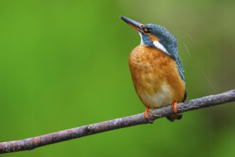 A colourful kingfisher (Alcedo Matthis) sits on a branch against a green background, East