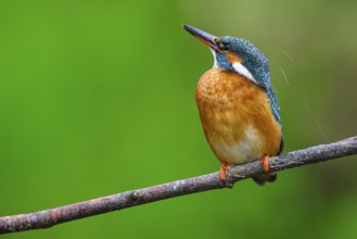 A colourful kingfisher (Alcedo Matthis) sits on a branch in front of a green background, East