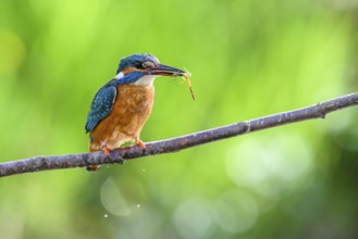 Kingfisher (Alcedo atthis) holding an insect in its beak on a branch, East Westphalia, North