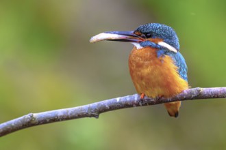 Male kingfisher (Alcedo atthis) with prey in its beak on a branch, East Westphalia, North