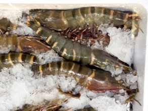 Giant tiger prawn (Penaeus monodon) delicacy from assortment seafood seafood on ice in refrigerated