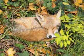 Red fox (Vulpes vulpes) lying peacefully curled up in the sun between grass (Poales) and leaves,