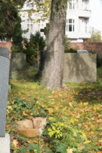 Red fox (Vulpes vulpes) lying peacefully curled up in the sun, grass and autumn leaves, sleeping,