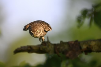 Flying Little Owl (Athene noctua) on a branch in a green, natural background, Teutoburg Forest,