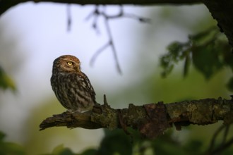 A little owl (Athene noctua) sits quietly on a shady branch in a wooded area, Teutoburg Forest,