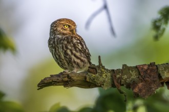 A little owl (Athene noctua) sits quietly on a branch, surrounded by a green background, Teutoburg