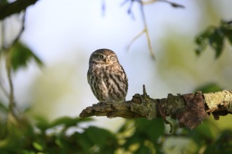 A little owl (Athene noctua) sitting on a branch in daylight, surrounded by green foliage,
