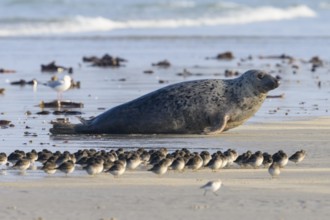 A group of sandpipers (Calidris maritima) roosting in front of a large grey seal (Halichoerus