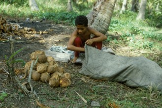 Boy collects coconuts on Tavewa Island, Yasawa Islands, Fiji