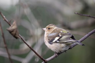 Chaffinch (Fringilla coelebs), male, winter dress, close-up, plumage, twig, Germany