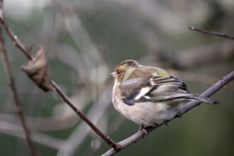 Chaffinch (Fringilla coelebs), male, winter plumage, close-up, twig, Germany, In winter the plumage
