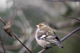 Chaffinch (Fringilla coelebs), male, winter plumage, close-up, twig, Germany, In winter the plumage