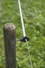 Insulator on an electric fence, willow fence, detail, Upper Bavaria, Bavaria, Germany