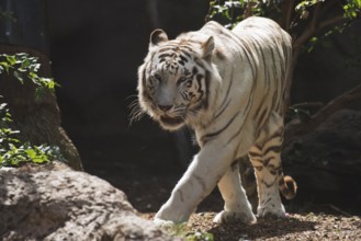 White tiger (Panthera tigris), Loro Park, Tenerife, Spain