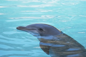 Dolphin (Tursiops truncatus), Loro Park, Tenerife, Spain