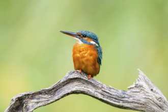 Common kingfisher (Alcedo atthis) sitting on an old wooden branch in late summer, wildife, Bavaria,