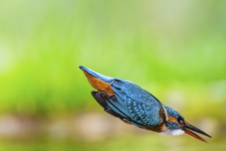 Common kingfisher (Alcedo atthis) flying into the water hunting for fish in late summer, wildife,
