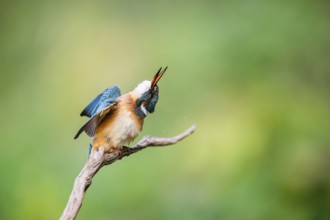 Common kingfisher (Alcedo atthis) sitting on an old wooden branch shaking its body in late summer,