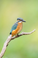 Common kingfisher (Alcedo atthis) sitting on an old wooden branch in late summer, wildife, Bavaria,