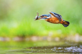 Common kingfisher (Alcedo atthis) flying out of the water with a fresh cought fish in his beak in