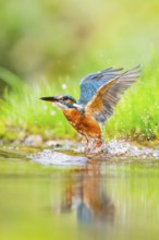 Common kingfisher (Alcedo atthis) flying out of the water after a unsuccessful hunt in late summer,