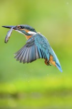Common kingfisher (Alcedo atthis) flying out of the water with a fresh cought fish in his beak in
