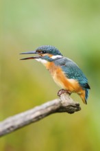 Common kingfisher (Alcedo atthis) sitting on an old wooden branch eating his fresh cought fish in